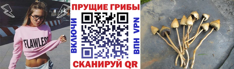 наркотики Цивильск Псилоцибиновые грибы Cubensis